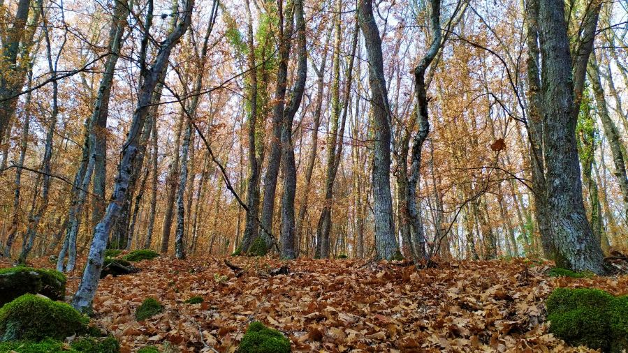  Конец вольнице: у севастопольской фирмы отобрали тысячи гектаров леса